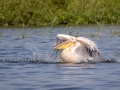 Rosapelikan (Pelecanus onocrotalus)