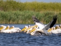 Rosapelikan (Pelecanus onocrotalus)
