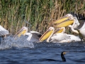 Rosapelikan (Pelecanus onocrotalus)