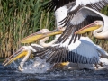 Rosapelikan (Pelecanus onocrotalus)