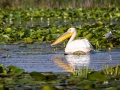 Rosapelikan (Pelecanus onocrotalus)