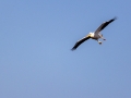 Rosapelikan (Pelecanus onocrotalus)