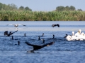 Rosapelikan (Pelecanus onocrotalus)