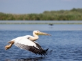 Rosapelikan (Pelecanus onocrotalus)
