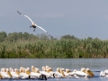 Rosapelikan (Pelecanus onocrotalus)