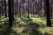 Wald zwischen Welzow und Neupetershain