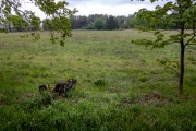 Renaturiertes Land, Welzow