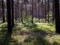 Wald zwischen Welzow und Neupetershain
