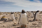 Eselspinguin, gentoo penguin, Pinguine
