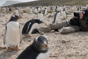 Eselspinguin, gentoo penguin, Pinguine