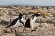 Junger Eselspinguin bei der Jagd nach Futter