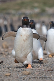 Junger Eselspinguin bei der Jagd nach Futter