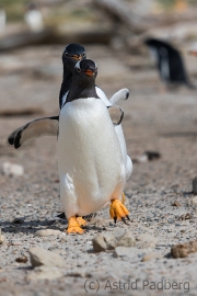 Junger Eselspinguin bei der Jagd nach Futter