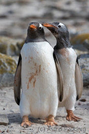 Junger Eselspinguin bei der Jagd nach Futter