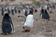 Junger Eselspinguin bei der Jagd nach Futter