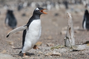 Junger Eselspinguin bei der Jagd nach Futter