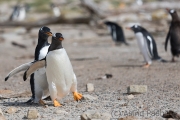 Junger Eselspinguin bei der Jagd nach Futter