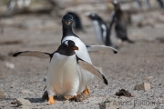 Junger Eselspinguin bei der Jagd nach Futter