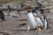 Junger Eselspinguin bei der Jagd nach Futter