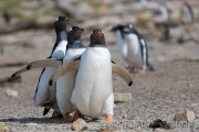 Junger Eselspinguin bei der Jagd nach Futter