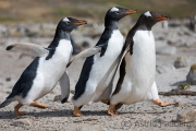 Junger Eselspinguin bei der Jagd nach Futter