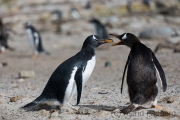 Junger Eselspinguin bei der Jagd nach Futter