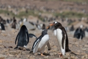 Junger Eselspinguin bei der Jagd nach Futter