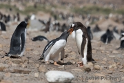 Junger Eselspinguin bei der Jagd nach Futter