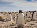 Eselspinguin, gentoo penguin, Pinguine