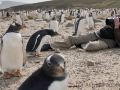 Eselspinguin, gentoo penguin, Pinguine