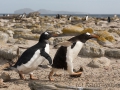 Junger Eselspinguin bei der Jagd nach Futter