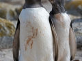 Junger Eselspinguin bei der Jagd nach Futter