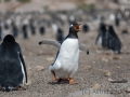 Junger Eselspinguin bei der Jagd nach Futter