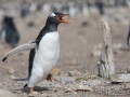 Junger Eselspinguin bei der Jagd nach Futter