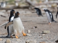 Junger Eselspinguin bei der Jagd nach Futter