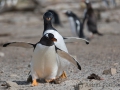 Junger Eselspinguin bei der Jagd nach Futter