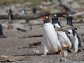 Junger Eselspinguin bei der Jagd nach Futter