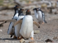 Junger Eselspinguin bei der Jagd nach Futter