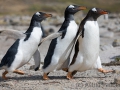 Junger Eselspinguin bei der Jagd nach Futter