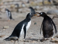 Junger Eselspinguin bei der Jagd nach Futter