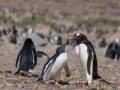 Junger Eselspinguin bei der Jagd nach Futter