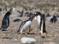 Junger Eselspinguin bei der Jagd nach Futter