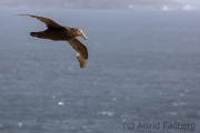 Riesensturmvogel, Antarctic giant petrel, giant fulmar