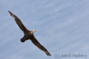 Riesensturmvogel, Antarctic giant petrel, giant fulmar