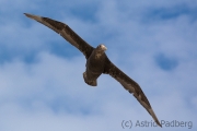 Riesensturmvogel, Antarctic giant petrel, giant fulmar