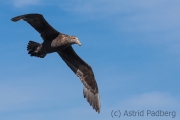 Riesensturmvogel, Antarctic giant petrel, giant fulmar