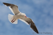 Buntschnabelmöwe, Dophin gull,