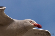 Buntschnabelmöwe, Dophin gull,