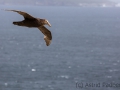 Riesensturmvogel, Antarctic giant petrel, giant fulmar