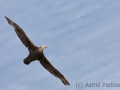 Riesensturmvogel, Antarctic giant petrel, giant fulmar